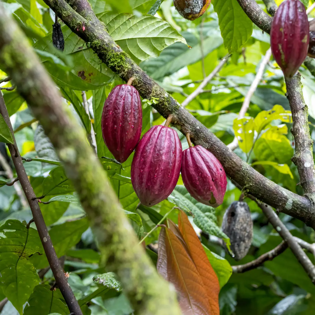 Bebida funcional natural con energ&iacute;a estable